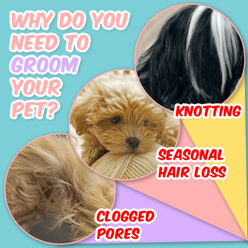 AEXZR® Self-Cleaning Pet Grooming Brush